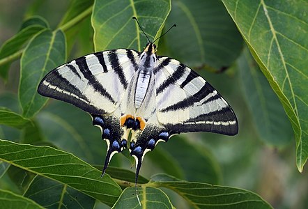 Iphiclides podalirius (Scarce Swallowtail)