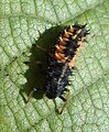 Ordnung:Käfer Familie:Marienkäfer Art:Harmonia axyridis Geschlecht:Fehlt noch