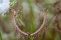 Drosera binata