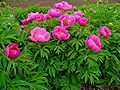 Paeonia officinalis