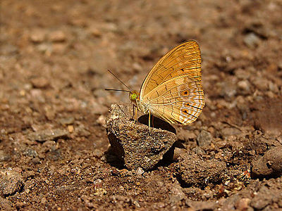 Phalanta alcippe (Small Leopard)