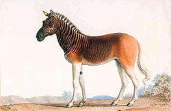 Equus quagga quagga