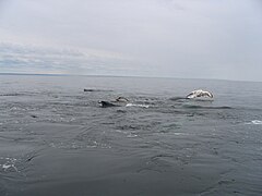 Humpback whales, dorsals, pectoral fins, North Antiscosti Island