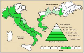 Utbredning i Italien Till höger, överst förstoring av Alperna-området. Bokstäverna är kommunbeteckningar. Mörkgrönt är på höjder upp till 800 m ö h. Ljusgrönt är på höjder 800 – 1 500 m ö h. I vita områden saknas Satureja montana.