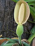 Ofärgat hölster hos Syngonium podophyllum.