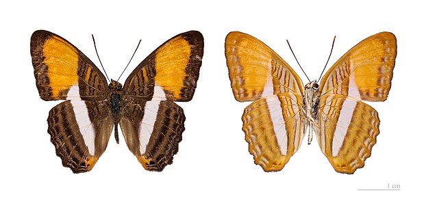 ♂ Adelpha cytherea (Smooth-banded Sister)