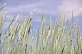 * Nomination Grass by the River Trym, Bristol. Mattbuck 09:45, 14 March 2013 (UTC) * Decline Unfortunate choice of DOF IMO. Also an id would be useful. Biopics 18:26, 17 March 2013 (UTC) Afraid I can't provide ID - to me it's just grass. Mattbuck 15:11, 18 March 2013 (UTC)