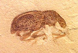 Fosil kornjaša Phyllobius calcaratus