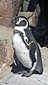 Humboldt Penguin