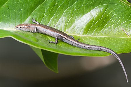 Niveoscincus metallicus (Metallic Cool-skink)