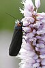 The Red-necked Footman (Atolmis rubricollis) on a flower