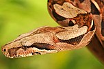 Abgottschlange (Boa constrictor)