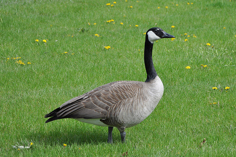 File:Canada Goose Standing.jpg