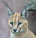 Caracal