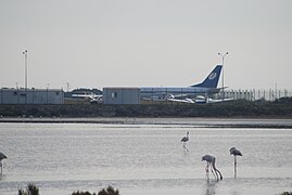 Flamingos at Larnaca Airport.jpg