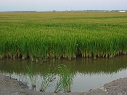 Las Marismas del Guadalquivir landscape, depicting rice fields in the Isla Mayor area.