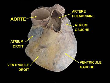 Les principales parties du cœur.