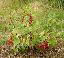 Sarkanā jāņoga (Ribes rubrum)