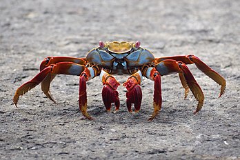 Un crabe Grapsus grapsus photographié aux îles Galápagos. (définition réelle 3 712 × 2 475)