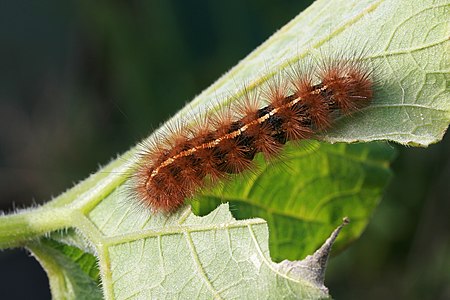 Spilosoma canescens (Dark-spotted Tiger Moth), caterpillar