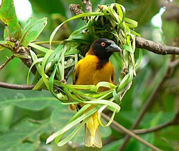 Ткачик великий (Ploceus cucullatus)