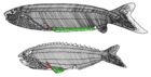 Pharyngolepis sp. & Rhyncholepis sp.