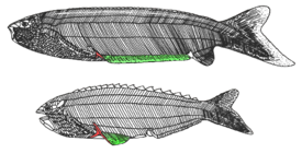 Pharyngolepis (сверху) и Rhyncholepis (снизу). Красным отмечен трёхлучевой шип, зелёным — плавниковые складки