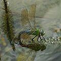 Groot Kaisergoldpeerd (Anax imperator)