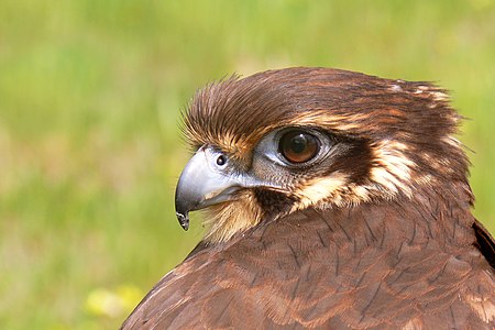 Falco berigora (Brown Falcon)