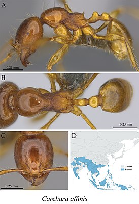 Carebara acutispina