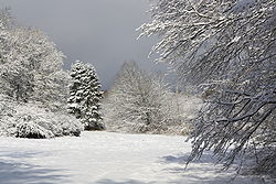 Image illustrative de l’article Forêt de Haye