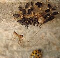 Ordnung:Webspinnen Familie:Baldachinspinnen Art:Linyphia triangularis Geschlecht:männlich