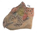 Kulceratops