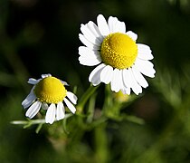 Camomille (Matricaria chamomilla), une Astéridée du groupe 2 (Campanulidées).