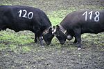 Deux vaches en train de combattre