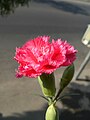 Clavell (Dianthus caryophyllus)