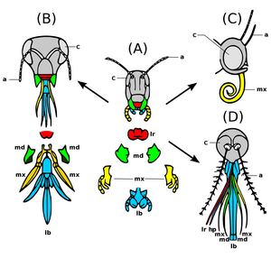 Modificaties van de monddelen bij verschillende insecten (het labrum is rood gekleurd). (A) Sprinkhanen, (B) Honingbij, (C) vlinders (D) Steekmuggen.