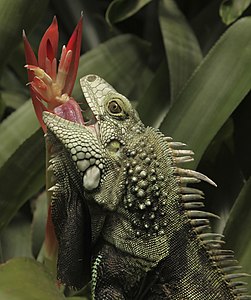 Iguana iguana (Green Iguana)