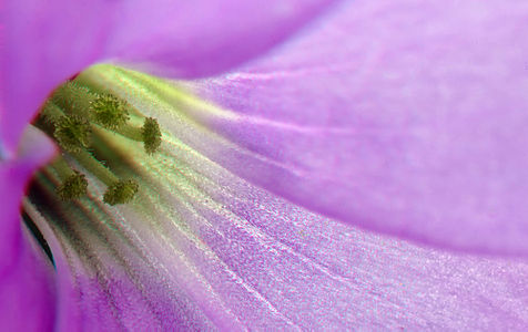 Oxalis triangularis (Love-plant)