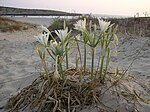 Vegetation on a sandy beach