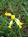 Polski: Pierwiosnek lekarski English: Cowslip (Primula veris)