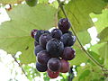 * Nomination Red Grapes. --Mehdi 18:28, 4 March 2013 (UTC) * Decline The background is remarkably overexposed. Slight overexposed small highlights would not be such a problem but in this case the overexposed areas takes too much space. Could be QI if you made a crop. In addition the composition is a bit boring and could be better. --Tuxyso 21:18, 7 March 2013 (UTC) Decline - overexposed. Mattbuck 10:31, 14 March 2013 (UTC)