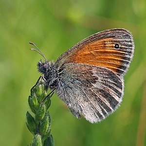 Coenonympha pamphilus (Small Heath)