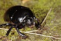 Tordivel (Anoplotrupes stercorosus)