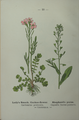 Capsella bursa-pastoris plate 10 in: Wayside and woodland blossoms, 1895