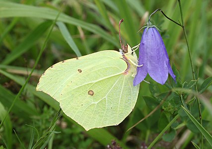 Gonepteryx rhamni (Common Brimstone)