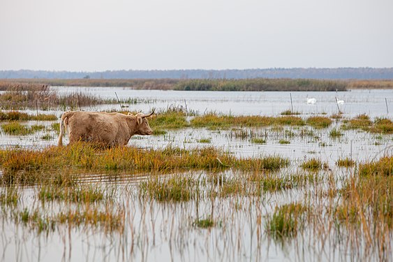 Wild cows near Engure lake. Photograph: Karlis Ustups