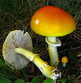 Amanita flavoconia