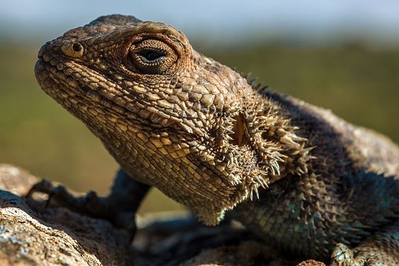 Reptile of Belezma National Park Photograph: Blackmysterieux