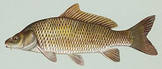 Obični (divlji) šaran (Cyprinus carpio)